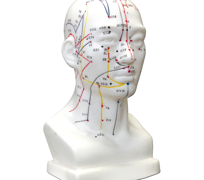 Modele anatomiczne człowieka w edukacji medycznej