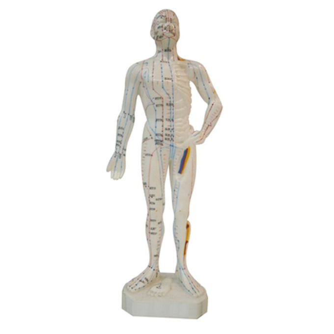 model anatomiczny